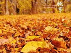 -长春市南湖公园