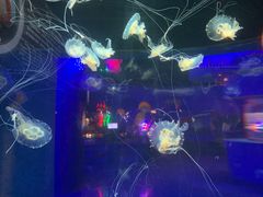 -太平洋海底世界