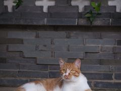 -龙华寺