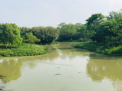 -中国扬子鳄村