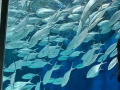 -上海海洋水族馆