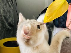 -东方名猫馆·英短金渐层布偶猫舍(环线广场1号楼店)