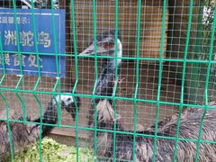 -大鹅岛绿色生态美食园
