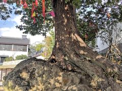 -石塘人家