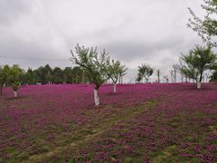 -都江堰玫瑰花溪谷