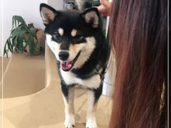 -柴务处·柴犬主题狗咖