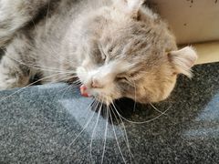 -猫儿山۰猫主题餐厅