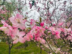 -上海共青森林公园