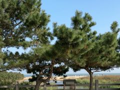 -日照海滨国家森林公园