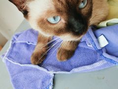 -藏猫猫咖啡主题馆(中央大道店)