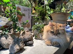 -自由生长植物工作室(深港花卉中心店)
