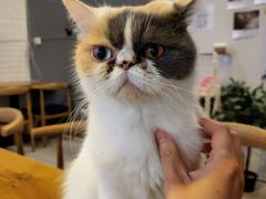 -平行世界·猫咖(首经贸店)