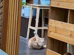-谷咖啡·鲜花绿植花园餐厅