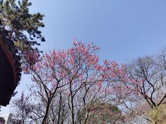 -秋霞圃
