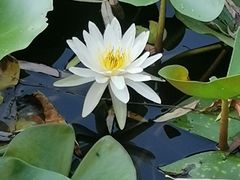 -后襄河公园
