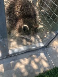 -萌宠亲子动物乐园(槐房万达店)