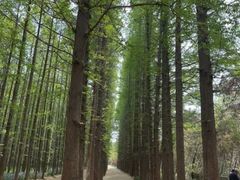 -渡海小渔村.老辈日照菜