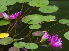 -国家植物园南园