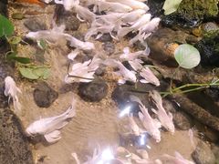 -正佳雨林生态植物园