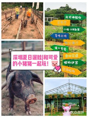 深圳夏日遛娃|和可爱的小猪猪一起玩！