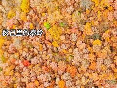 -秦岭风景区