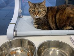 -关爱宠物医院·猫科中心·消化科(滨湖万达分院)