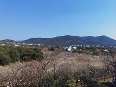-香雪海