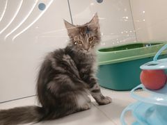 -1013 PET SHOP精品宠物商店(丁香店)