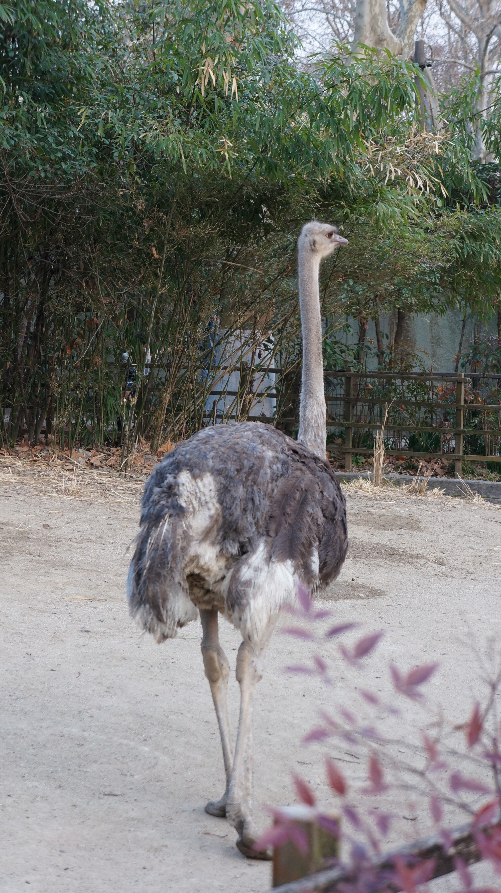 上动"大长腿"鸵鸟的趣味冷知识