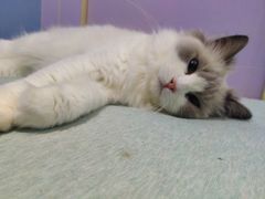 -喵的天空名猫咖啡馆·撸猫·猫舍·用品