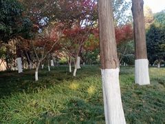 -桃花岛公园