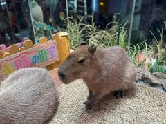 -正佳雨林生态植物园