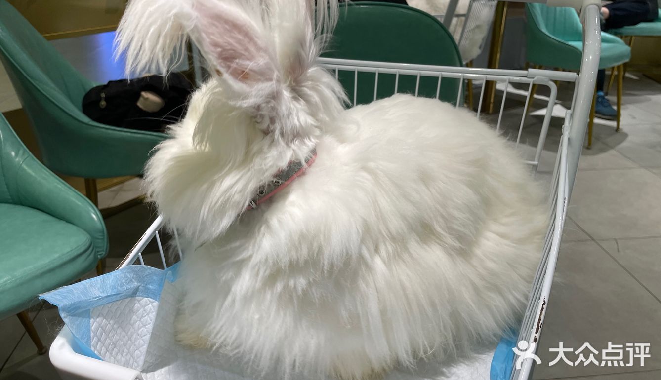 探店 | 周末来撸可爱的兔兔叭🐰