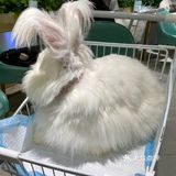 探店 | 周末来撸可爱的兔兔叭🐰