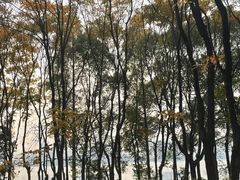 -燕鸣岛