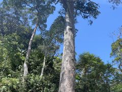-海南热带雨林国家公园吊罗山景区