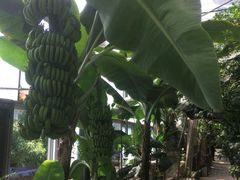 -呀路古热带植物园