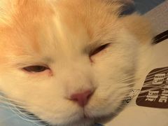 -暖阳宠物医院·犬猫康复中心·骨科