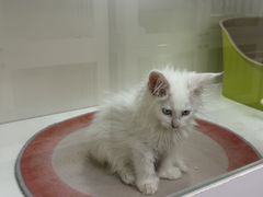 -青奢宠物·青奢猫舍