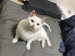 -菲丽丝宠物医院·24小时·猫科中心·免疫点(淮海分院)