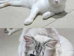 -藏猫猫咖啡主题馆(中央大道店)