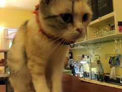-猫色咖啡·猫咖