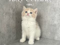 -小猫来了·猫舍(红山六九七九店)