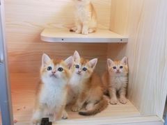 -十年猫舍·猫咪专门店(普陀店)