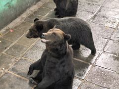 -西霞口神雕山野生动物世界