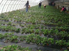 051-意大利农场度假村