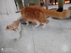 -喵园·猫主题咖啡厅·撸猫·猫咖(国贸店)