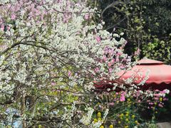 -楠柏弯休闲山庄(梨花溪店)