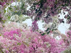 -深圳国际园林花卉博览园