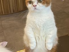 -飞行喵MR PILOT|猫舍·猫咖(静安大融城店)